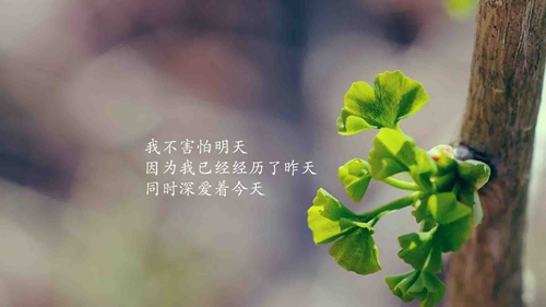 表白情書的詩句（推薦20條）
