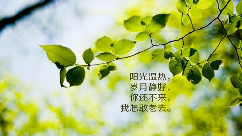 告白情話最暖心短句十字