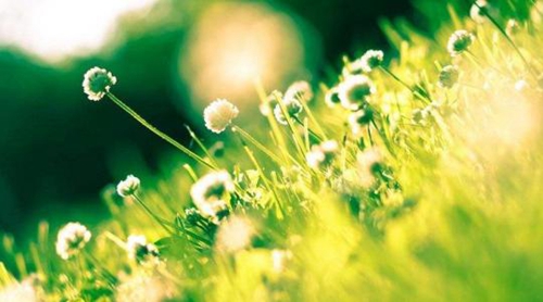 我姓柏的專屬情話句子（推薦15句）